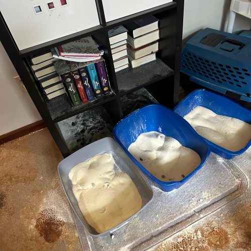 WhatsApp Image 2025-04-01 at 07.39.46_b1ed2d05